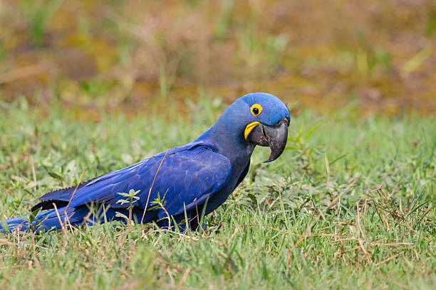 istock Wild Hyacinth Macaw on the ground 503167036