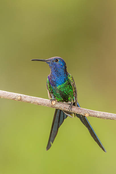 istock Swallow tailed Hummingbird perched on twig 503167178