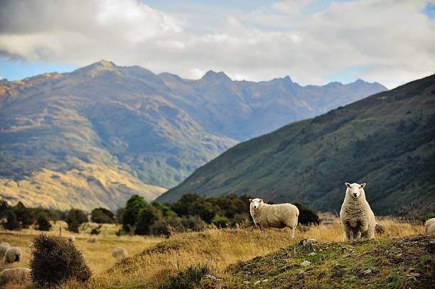istock Sheep in New Zealand. 503167446