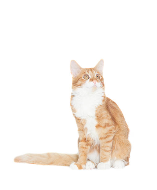 istock red cat looks at a white background 503168546