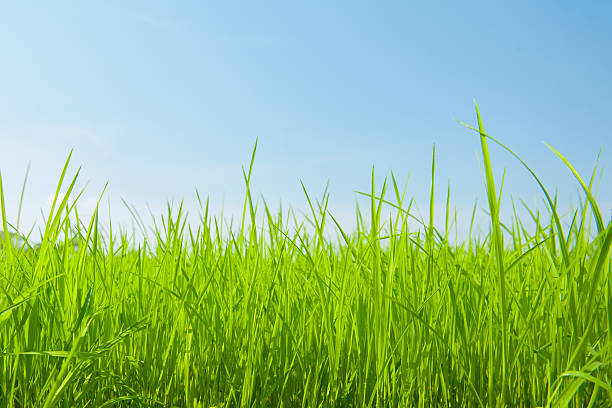 istock Close up of grass 503169168