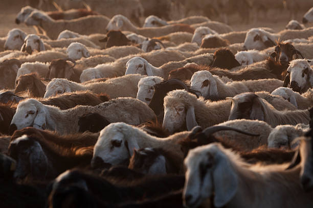 Feast of the Sacrifice (in Turkish: Kurban Bayrami, in Arabic: Eid Al-Adha) is an important religious holiday celebrated by Muslims. Group of live stock for sale as a sacrificial animal.These animals are prepared for the feast of sacrifice in Turkey.The photo was shot with a full frame DSLR camera in day light.