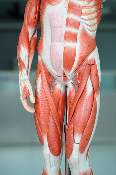 músculo humano - hairy men sensuality human muscle imagens e fotografias de stock