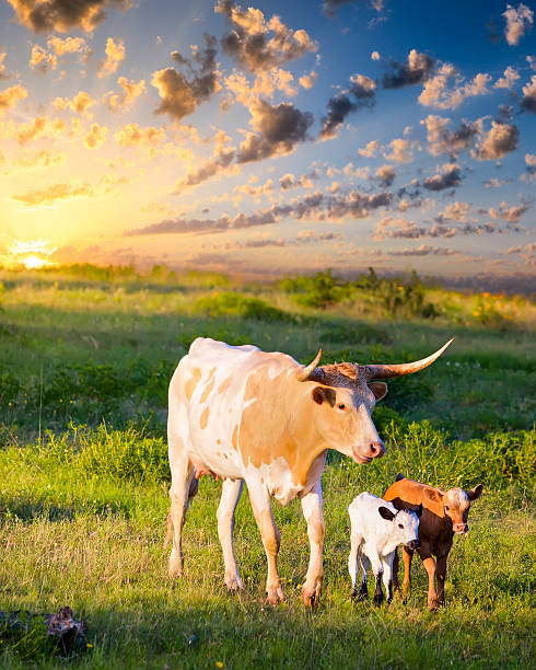 longhorn kuh und waden grasen bei sonnenaufgang - texas texas longhorn cattle cattle ranch stock-fotos und bilder