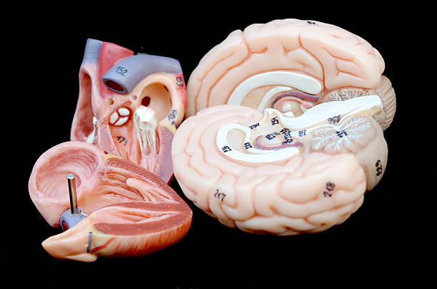 심장 및 뇌 - human artery animal artery human heart blood 뉴스 사진 이미지