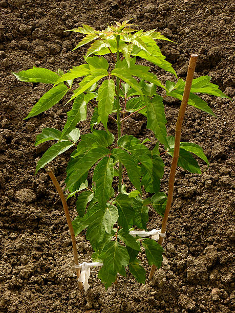 ash-folhas de ácer - silviculture imagens e fotografias de stock