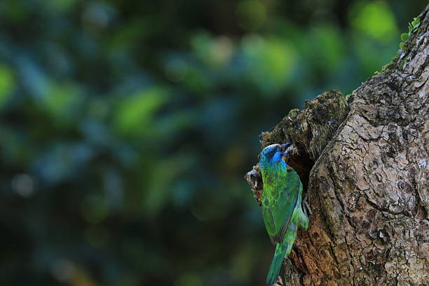 istock Muller's Barbet,a colorful bird 503173911