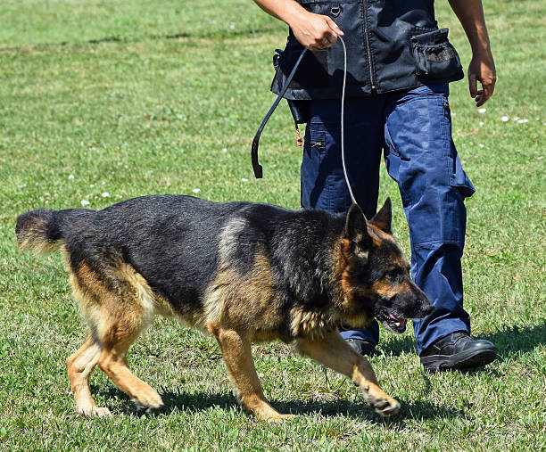 istock Police man with dog 503174003