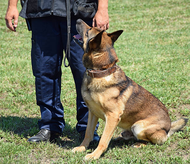 istock Police man and his dog 503174043