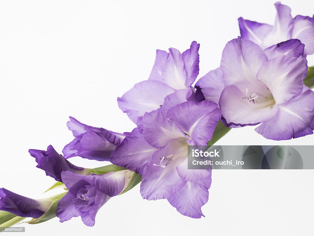 Красивый фиолетовый Гладиолус - Стоковые фото Без людей роялти-фри