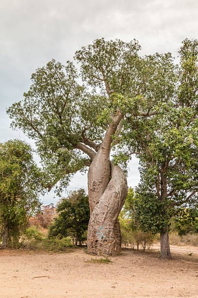 istock Baobab Love in Madagascar 503174547