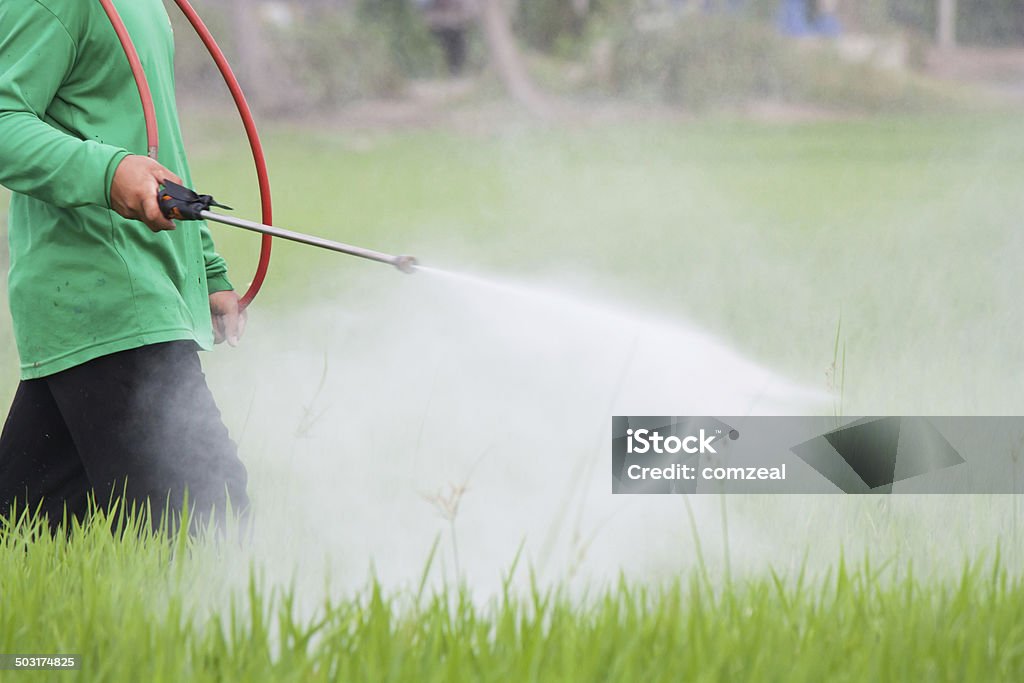 farmer spraying pesticide in the rice field Crop Sprayer Stock Photo