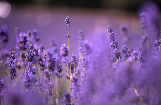 Beautiful lavander scene.