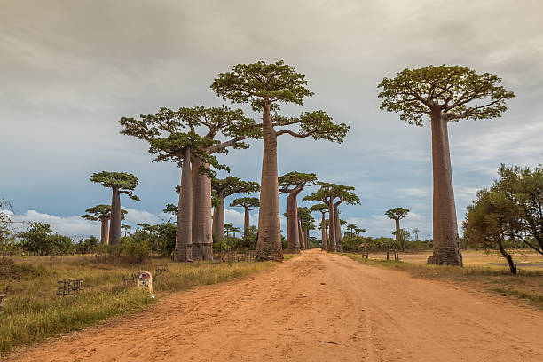 Avenue du Baobab in Madagascar