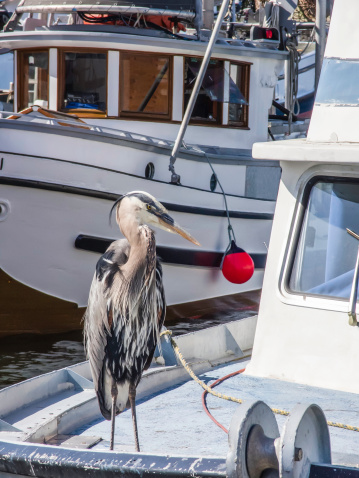 Great blue heron (binomial name: Ardea herodias) standing near bow of fishing boat in marina