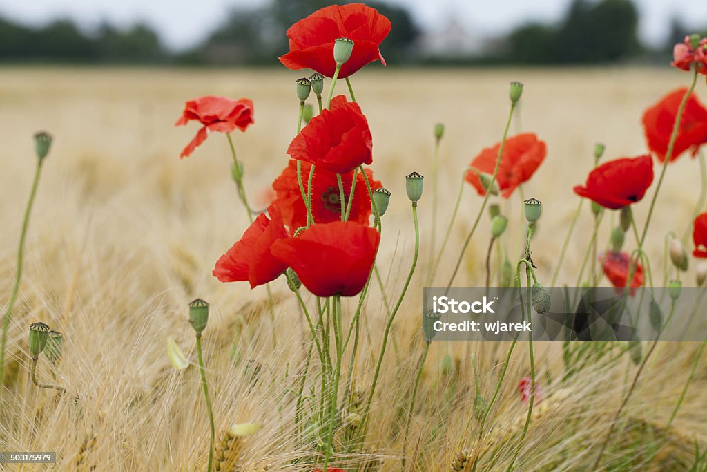 red poppies - Lizenzfrei Baumblüte Stock-Foto