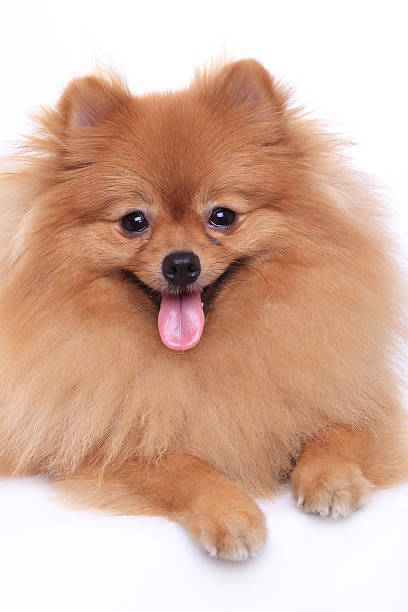 istock brown pomeranian dog 503176575
