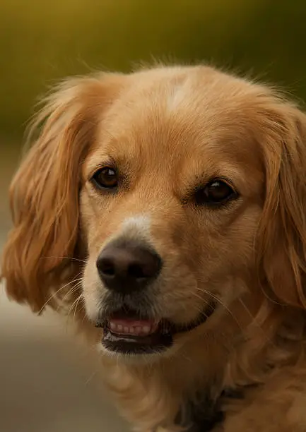 Photo of Golden Retriever