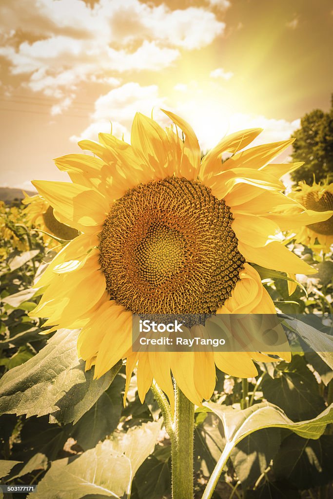 Sunflower sunflower Full Stock Photo