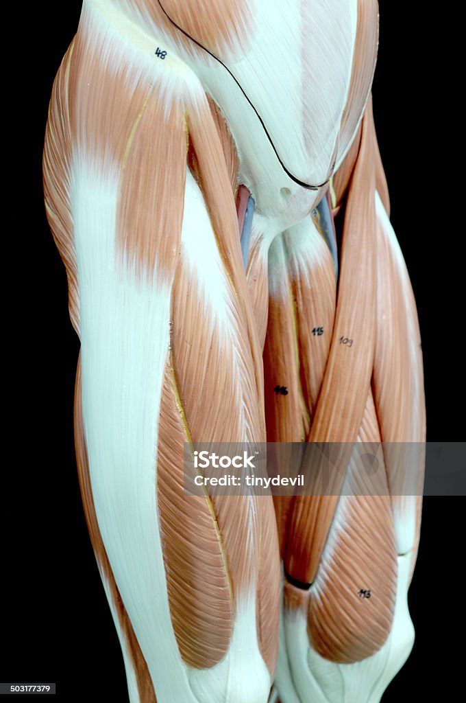 human muscle human muscle anatomy model Abdominal Muscle Stock Photo