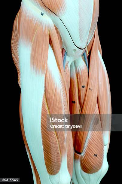 Human Muscle Stock Photo - Download Image Now - Abdominal Muscle, Adult, Anatomy