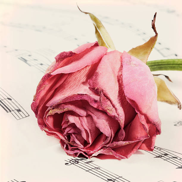 istock Vintage grunge background with rose and music notes. 503177387