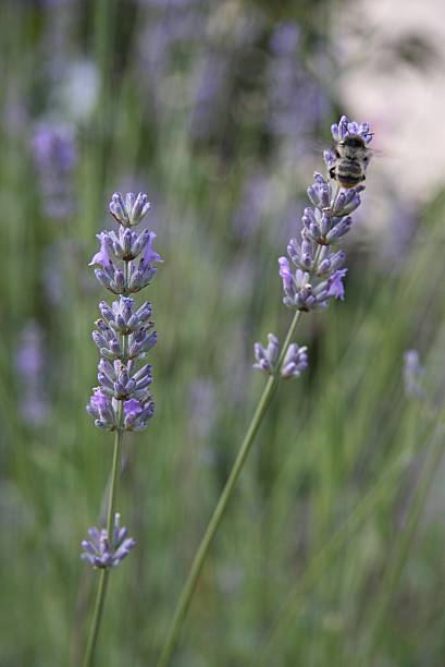bee on lavender stock photo