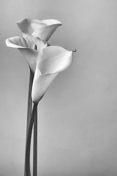 Bouquet of calla lilies. Monochrome image.