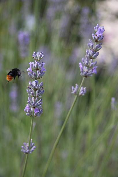 bee and lavender stock photo