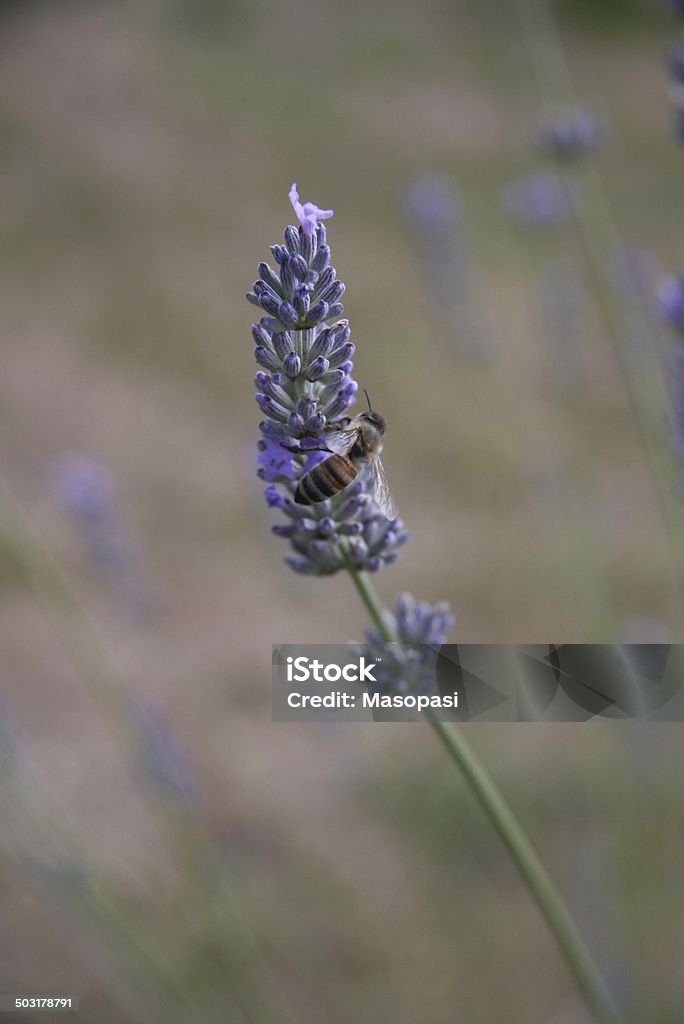 bee on lavender A bee sitting on a lavender flower Animal Stock Photo