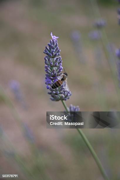 Bee On Lavender Stock Photo - Download Image Now - Animal, Beauty, Bee