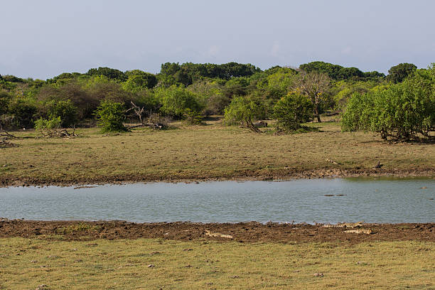 istock Safai in the Yala Nationalpark 503179211