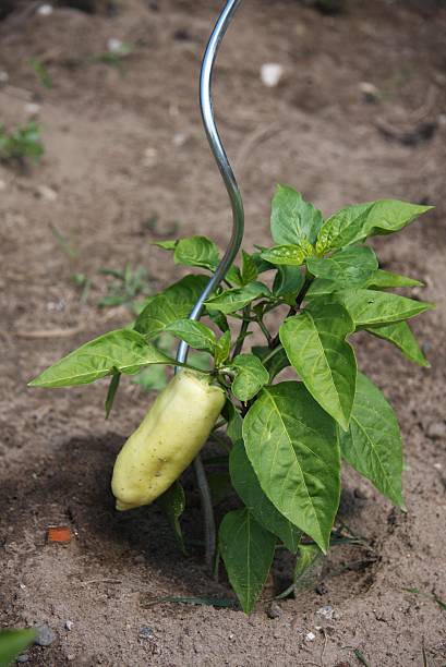 green pepper in the garden stock photo