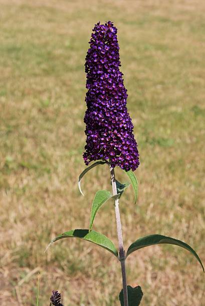 purple-colored Buddleia stock photo