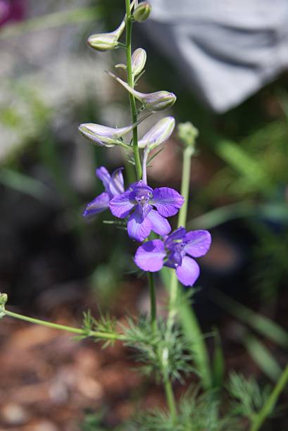 small purple flower stock photo