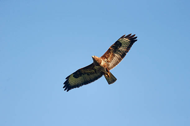 frequentes, buteo buteo - - eurasian buzzard imagens e fotografias de stock