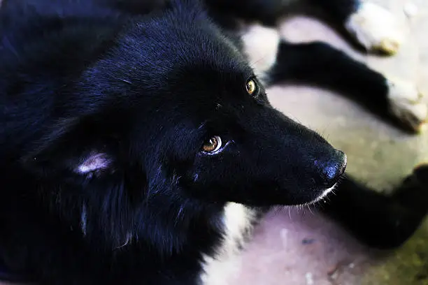 Blackdog with beatiful eyes.