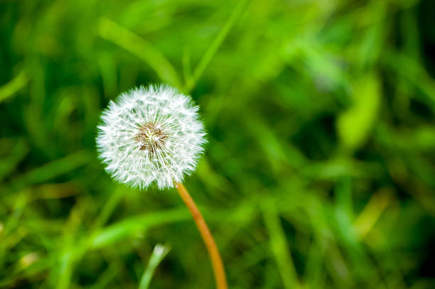 istock Small downy dandelion on to meadow 503185258