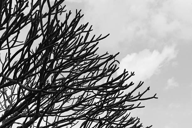 istock bare branch of frangipani tree 503186848