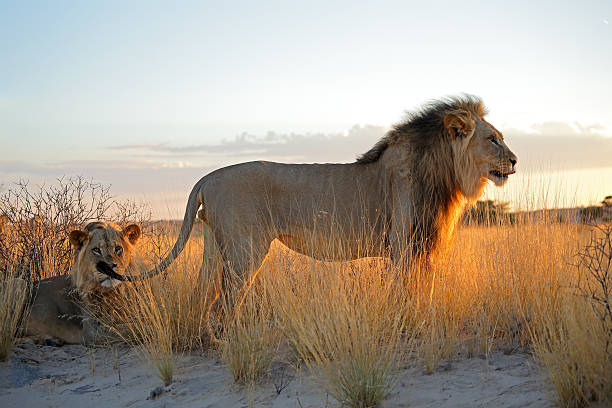 gros homme africain lions - kalahari gemsbok national park photos et images de collection