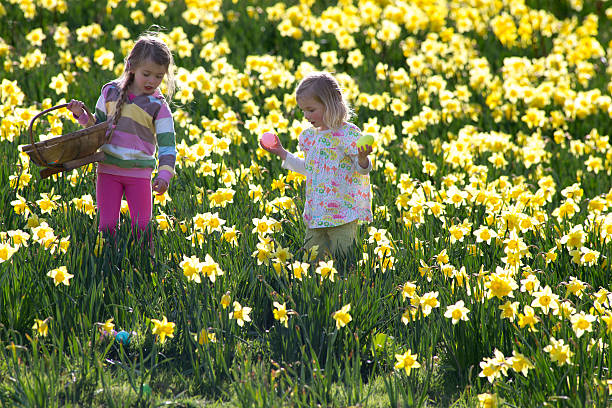 istock Easter and Field of Daffodiles 503188003