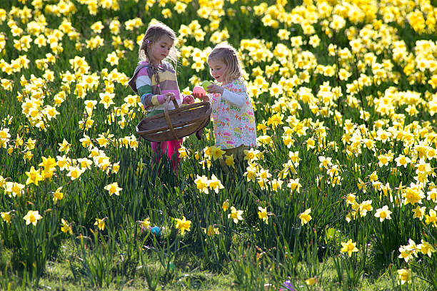 istock Easter and Field of Daffodiles 503188007