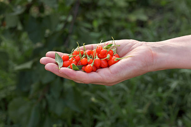 a agricultura, bagas de goji frutas - lycium chinese - fotografias e filmes do acervo