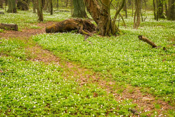 istock Springtime forest with a carpet of wood anemones 503188224
