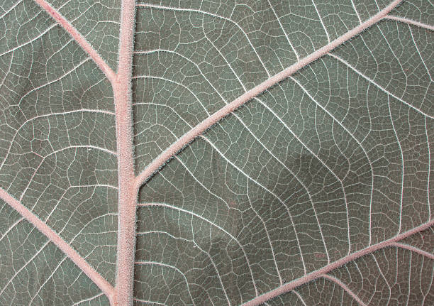 istock pattern Background green leaves The view from the top 503188426