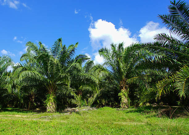 istock Beautiful formation of palm tree under deep blue sky. 503188452