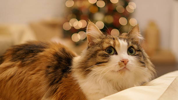 istock Tricolor cat in the Christmas interior 503188612