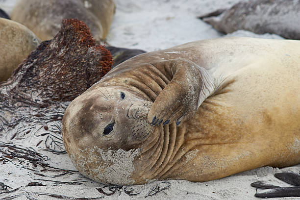 istock Female Elephant Seal 503188668