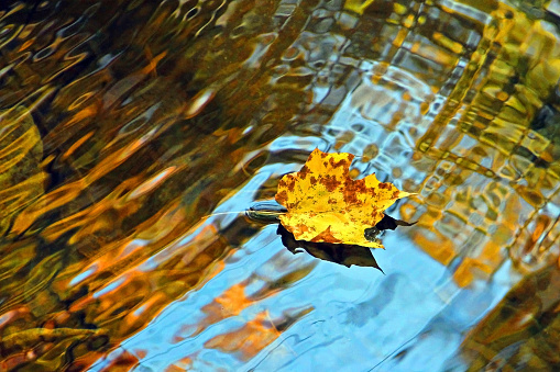 Autumn leaves floating on a water surface of a lake.