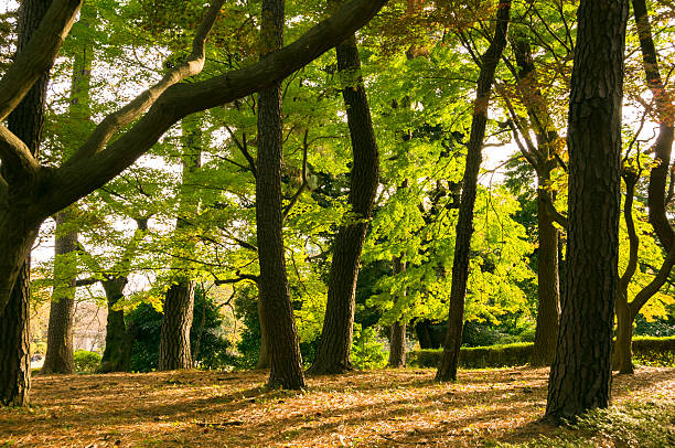 istock Autumn leaves in the park. 503188918